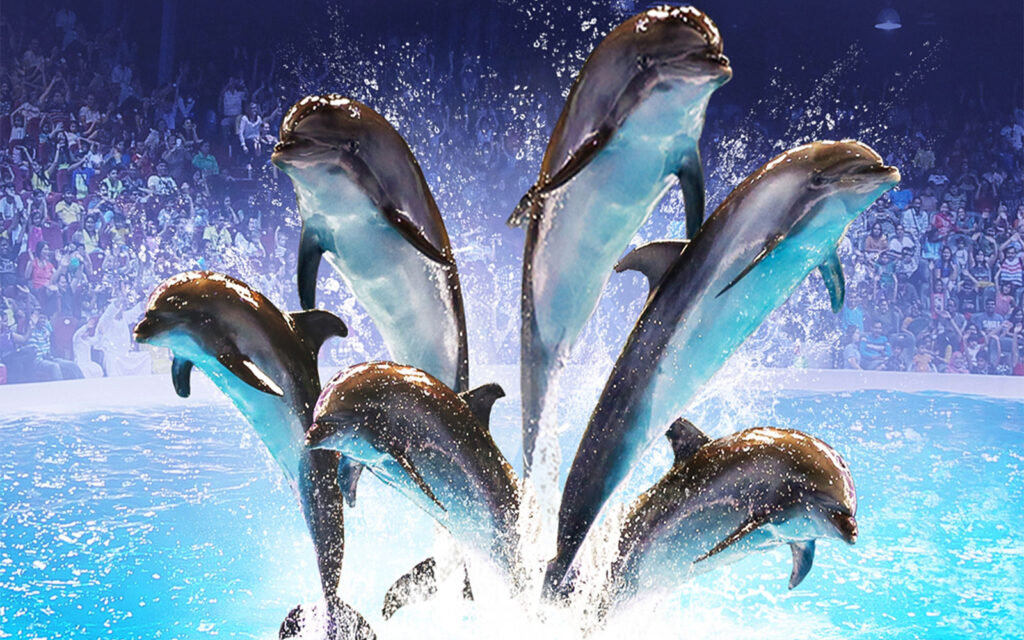 08778ab8bdb17667f9d2ec1f35cff6ed-1878-dubai-dubai-dolphinarium-tickets–dolphin—seal-show-03