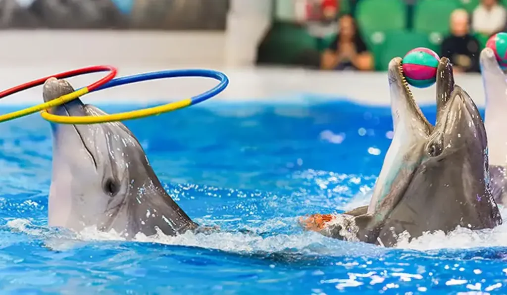 dubai-dolphinarium